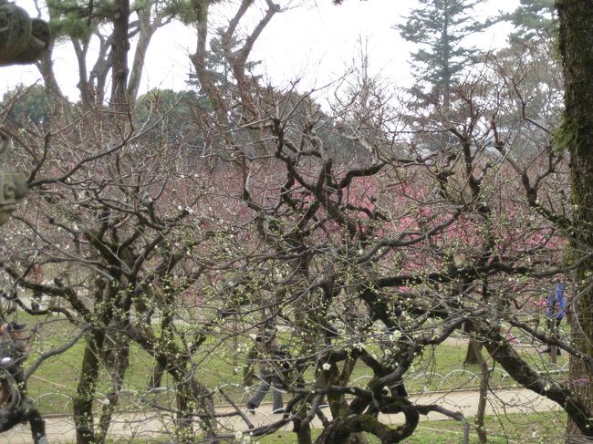 京都到着後、バスで北野天満宮へ向かう。梅見を期待して。寒波のせいで開花が遅れているようだ。門前の梅園は料金600円だが、門に登ると中がよく見える。五分咲と銘打っているが、せいぜい三分咲なので入らない。