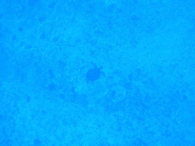 お〜っと底の方にウミガメ発見。