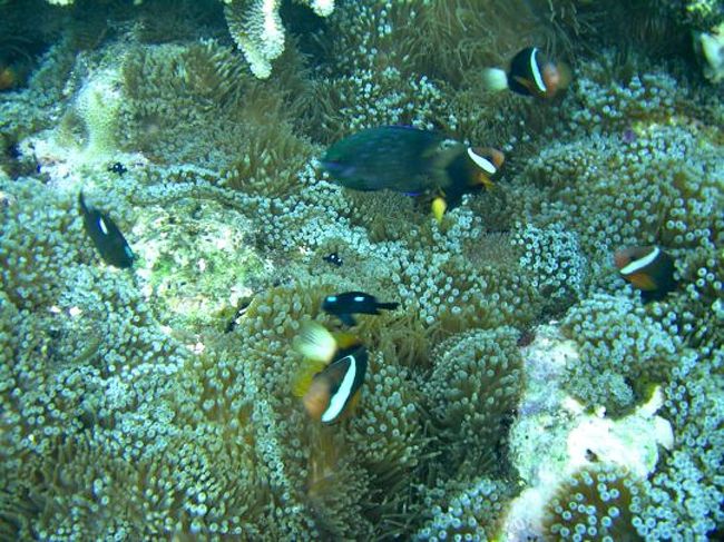 今後は珊瑚・シュノーケルツアー。結構珊瑚はあったけど、あんまり彩りよくない珊瑚だな...