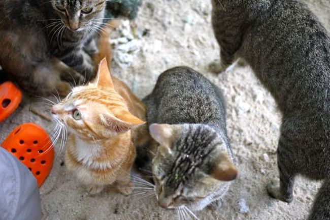 ネコたちに物乞いされながらの食事。食った気しないんですけど....。