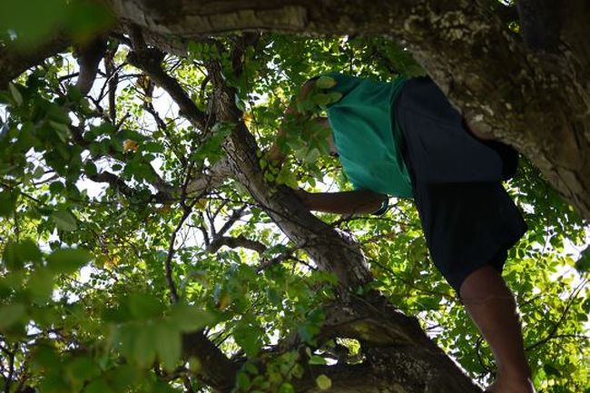 泊まっているホテルまで送ってもらう途中、なぜかいきなり止まって木に登り始めた.....。スターフルーツを5個ほどもいでくれた。美味しかった！....けど何で？　