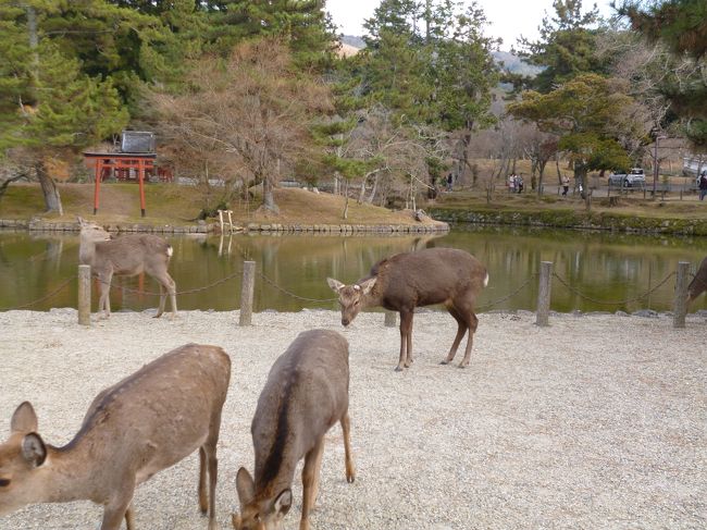 奈良といえばシカ。奈良公園など界隈でみれます。