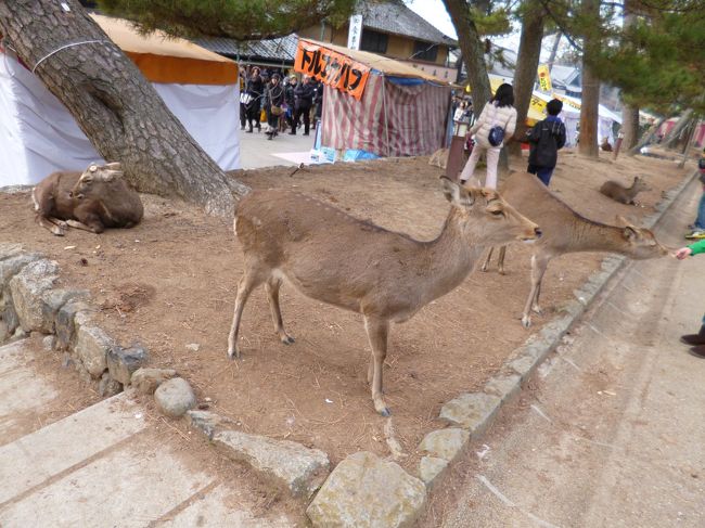 ほんとにシカはかわいくて、シカせんべいもらっていました