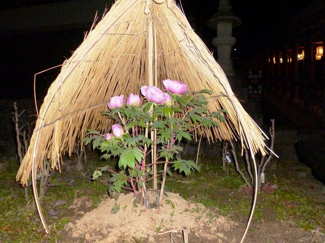 途中冬ボタンがさいています