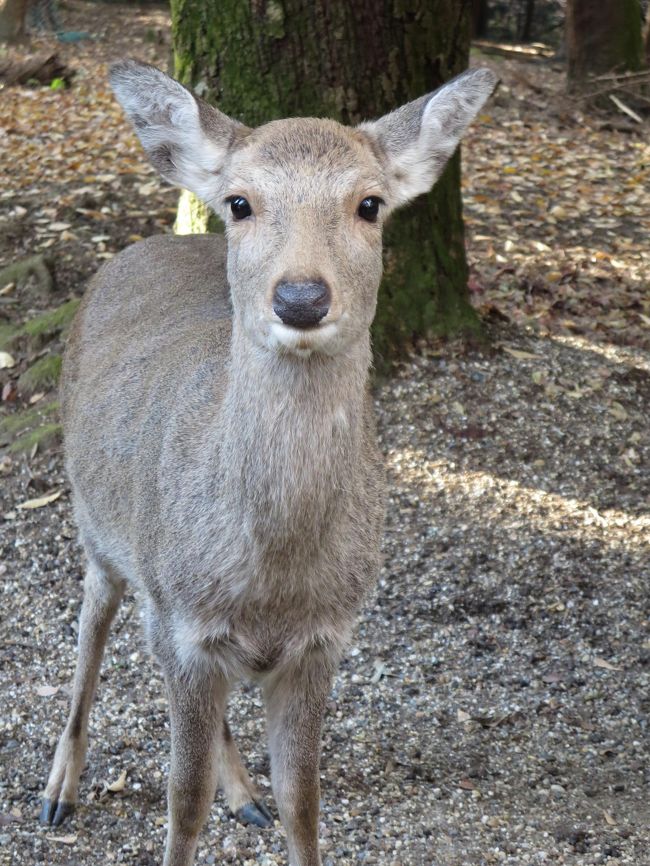 可愛い子鹿が、近づいてきてくれました。