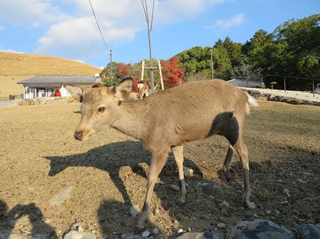 若草山は、有料になってから、人が少なく綺麗に保たれています。