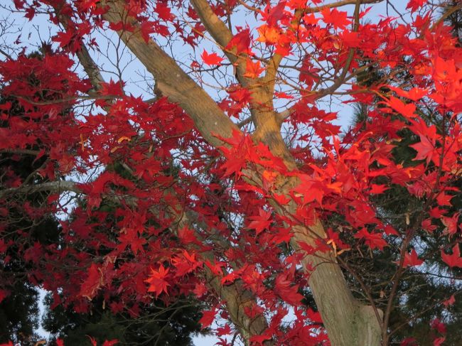 夜のライトアップされた紅葉も、いいですね！