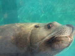 伊勢夫婦岩ふれあい水族館伊勢シーパラダイス