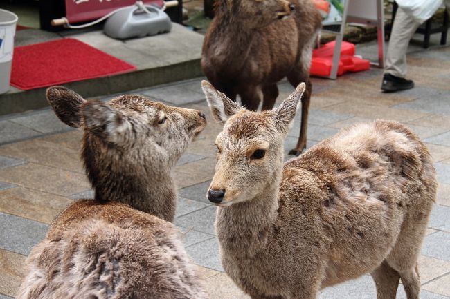 駐車場へ戻る途中、鹿がいっぱい。
