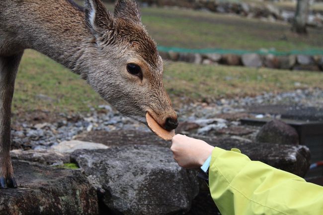 若草山麓にも鹿がいっぱい。