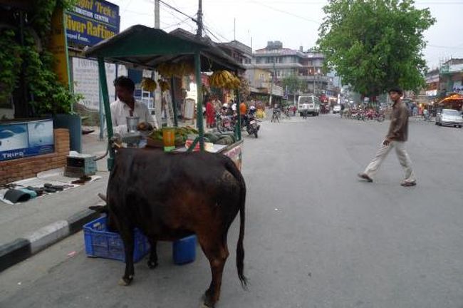 インド同様、ウシがそこらへんを闊歩してます。<br /><br />