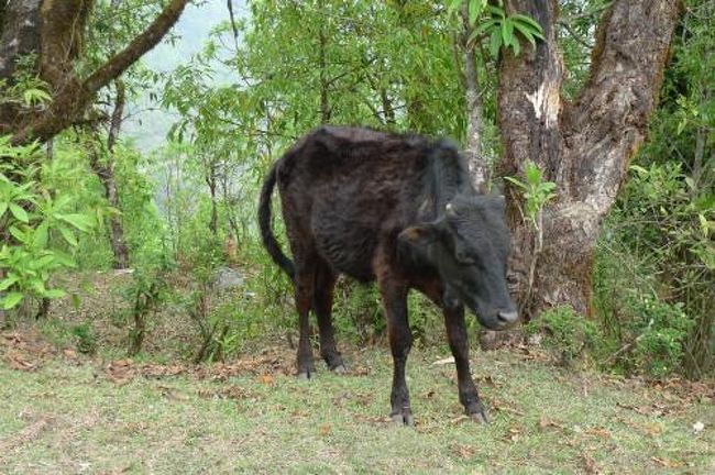 翌日は早起きするも曇っていて山見れず（泣）。<br /><br />でも山歩きをしながらいろんな動物に出会えた♪<br /><br />
