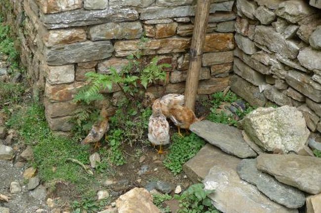 にわとり？<br /><br />