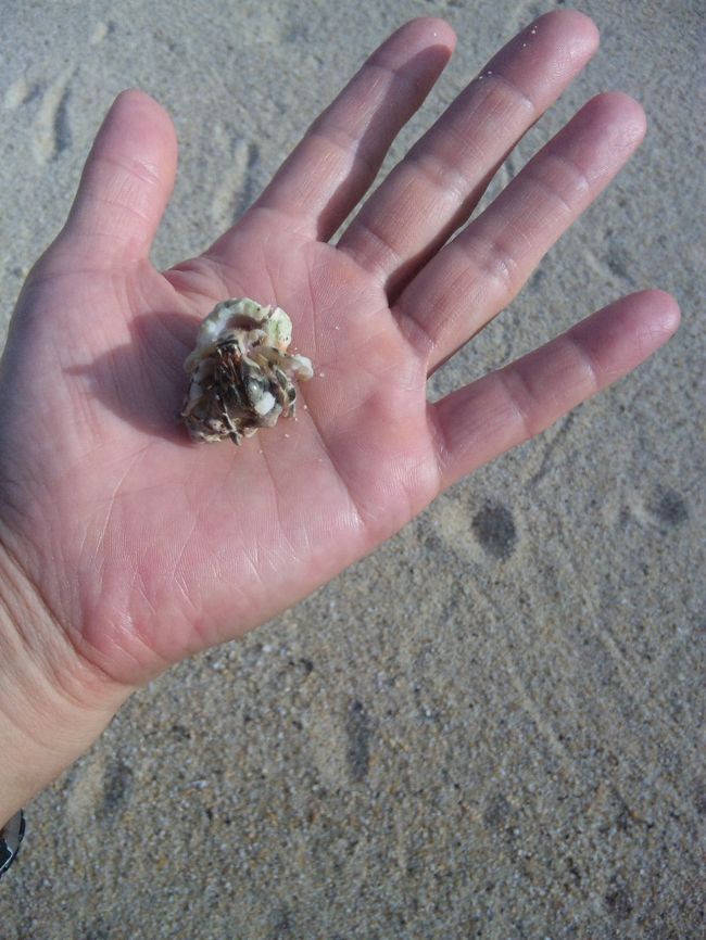 そこいらじゅうにいたヤドカリ。