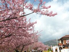 河津桜に到着！！
わ〜い、咲いてる咲いてる♪

曇り空で時折ぽつぽつとした雨を感じることもありましたがまずまずのお天気。
ただ、気温の低い日で空気が冷たい！

11時から14時まで3時間のフリータイムです。