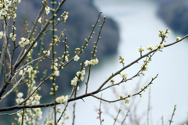 奈良市の月ヶ瀬梅林で４、５分咲きの梅の花観賞。