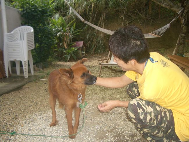 午前中に２本潜ってショップでお弁当を食べる。<br /><br />大人しいワンコが３匹、後ろに見えるハンモックで昼寝も快適。<br /><br />私達は休憩のあと宿まで送ってもらう。３本潜る人は休憩のあとまた海へ。