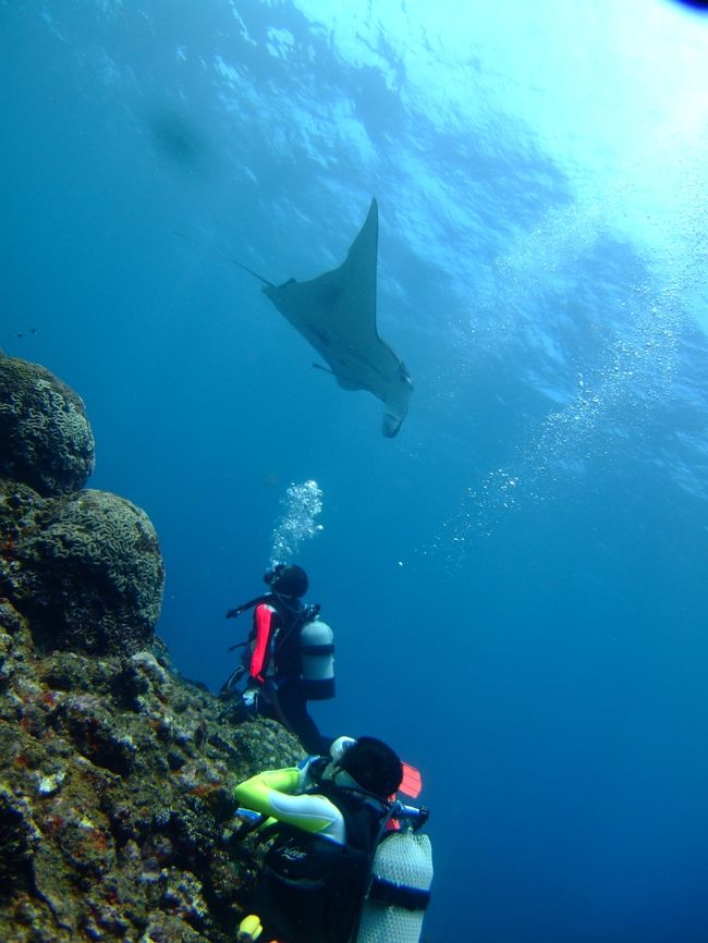 来た来た〜マンタだ〜♪
