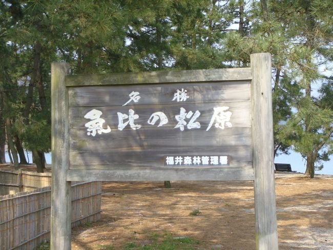 次に来たところは、昔子供が小さいころ海水浴に行くときに横目で見ながら通った「気比の松原」・・・・１８０００本の松並木が植えられているとか？<br />