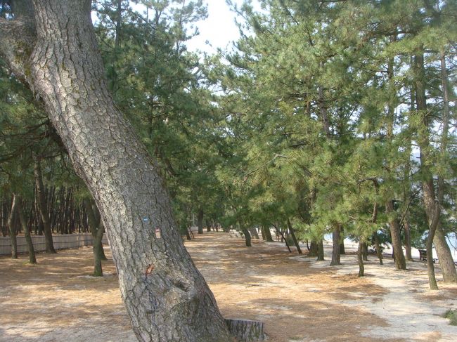 海岸沿いに立ち並ぶ松並木・・・・良いものですね！<br />東北被災地の松並木もこうだったんでしょう・・・・・・