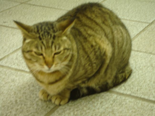 お土産屋「海船や」に居た丸々太った猫