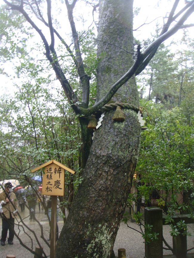弁慶が植えたとされている、「逆植の松」<br />
