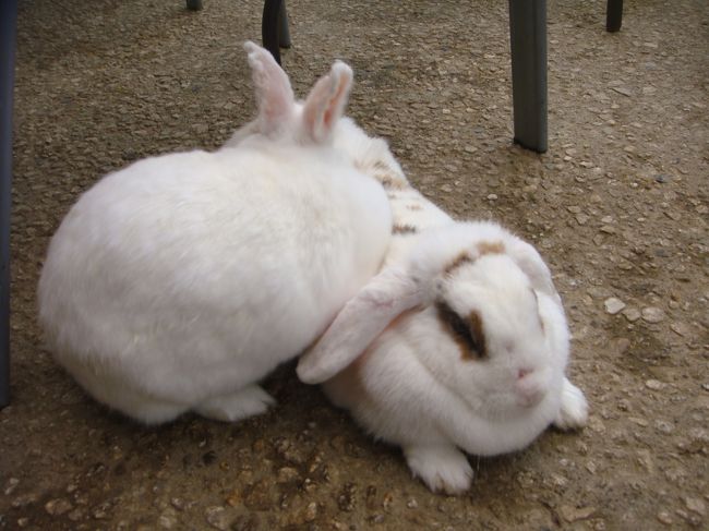 ウサギが沢山放し飼いにされていました！<br />とても可愛いですね！<br />でも私は赤い眼のウサギは苦手です・・・・・・何故だかわかりませんが！