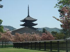 ・・・奈良に到着。まずは、興福寺。「五重塔」天気もいいし、最高！！