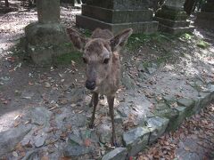 円成寺から降りてきて「春日大社」→「東大寺」とひたすら歩きます。奈良の寺社はとにかく広い！