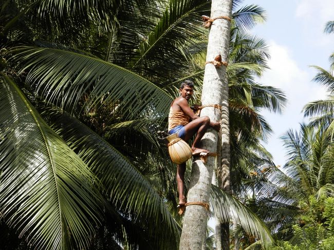 ゲストハウスのオーナーさんと一緒にヤシの木のプランテーションへ。<br />