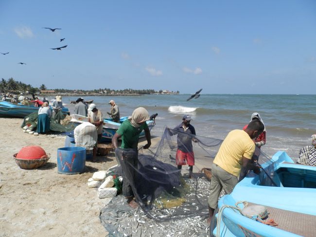 その後、近くの海岸市場を見学。<br />カラスが多くて怖かった。。