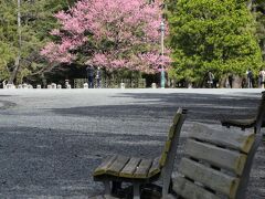 一気に移動して京都御苑へ。
この時期，京都御苑では梅が見頃ですね。
梅には興味のない私でも気になるのが，建礼門前大通りの「黒木の梅」と呼ばれる梅です。

