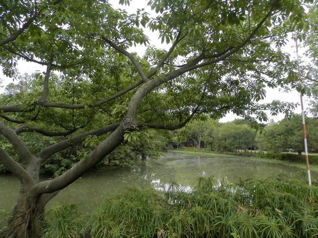 この公園、思ったより広くて、こんな水辺があったり。
