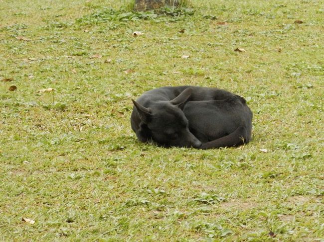 ZZZ。。。<br /><br />他にも散歩してる人やバスケしてる人など人がたくさん。<br />まだ8：00くらいなのにエネルギッシュだなぁ〜