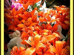 壁とセメントの無機質な場所で、熱帯系のお花が、気持ちを癒してくれます。