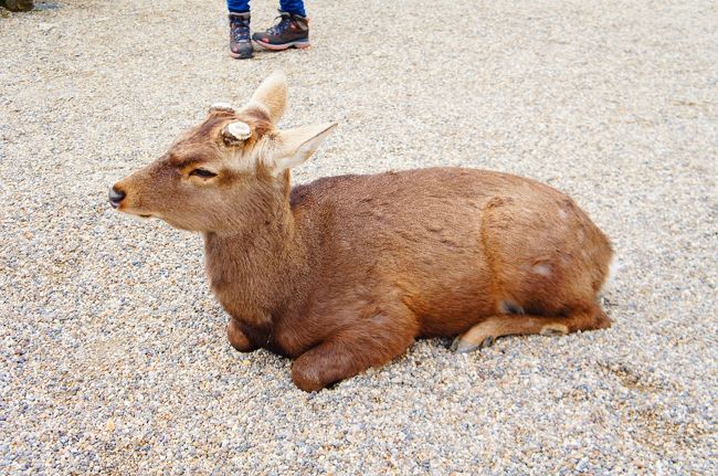 そして五重塔のそばにはさりげなくシカだらけ。<br />この季節は皆ツノが切られていましたねー<br /><br />しかし、ほんと人馴れしているというか…この冷めた目！笑<br />猫カフェの猫のような気だるさが。<br /><br />とは言いながらも奈良旅の目的でしたのでうれしい。<br />ひとり「シカ！シカやあああ(ﾟ∀ﾟ　)三　三(　ﾟ∀ﾟ)」とはしゃぎつつ撮影。<br /><br />とここで天気が急変し雪だかあられだかが降り始める。<br />あまりに突然のできごとに国宝館へ駆け込み。