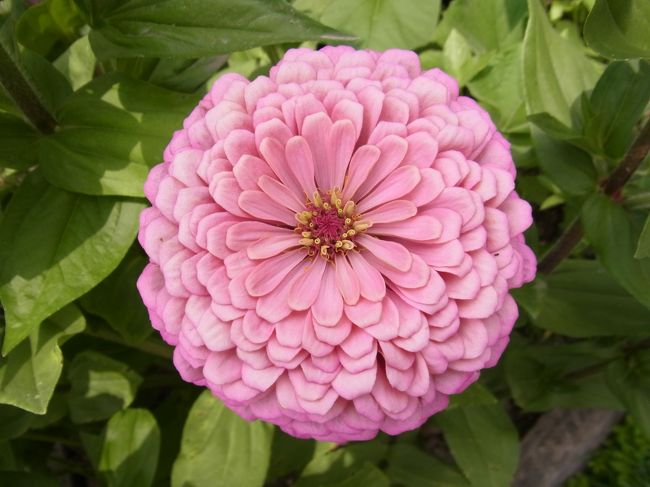 綺麗に咲いたお花☆