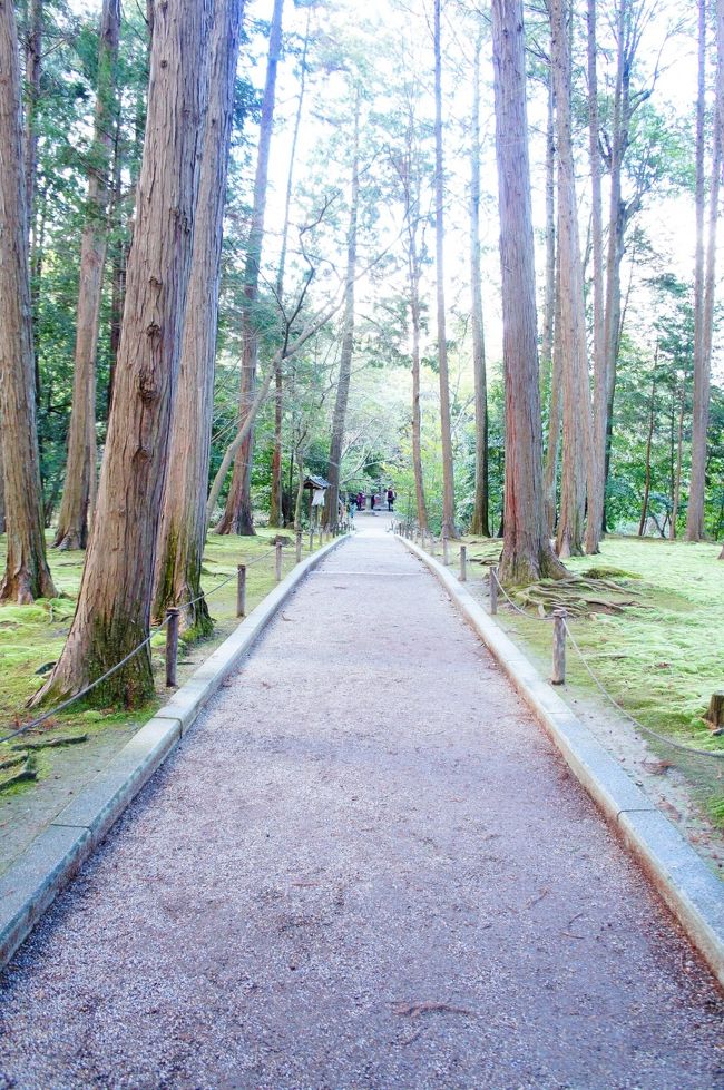 こちらは鑑真和上のお墓への道。<br /><br />お墓のそばには鑑真の出身地である唐の木が植えてあった。<br />いつの時代に誰が植えたかわからないけどなんかそういう<br />心遣いってあたたかいですね！