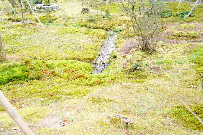 ここは食堂後。苔のあいだに見える細い溝が建物の後なのかな〜