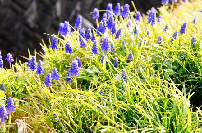唐招提寺からの帰り道に生えていたムスカリの花