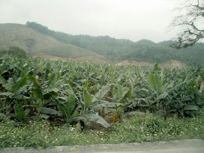 バナナ畑が沢山あります。