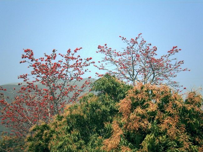 道路沿いには赤い花が街路樹のように沢山咲いていました。<br />この花は、花が落ちて地面を真っ赤にしています。<br />インドでも良く見た花です。