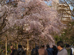 染井霊園から移動、駒込駅近くまで来たので六義園へ寄ってみます。

園内にある枝垂れ桜が見頃でした。