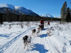 ＜犬ぞりツアー選び＞
世界最高峰の犬ぞりレース“ユーコン・クエスト”が開かれるホワイトホースでは、いくつかの犬舎で犬ぞりツアーを体験できます。

ここで注意しないといけないのは、マッシャーとして自分が操縦できるかという点です。ソリに座っているだけよりは、マッシャーをした方が圧倒的に面白いです。例えば、よく宣伝しているMuktuk Adventures では、2人で1台の犬ぞりです。つまり、操縦できるのは1人で、もう1人はその間ソリに座っていることになります（それで半日ツアー194ドル）。

今回利用したAlayuk Adventures （http://www.alayuk.com/）は1人1台なので ずっと操縦でき、半日ツアーで150ドルです。ホワイトホースからは車で1時間ほどかかりますが、お勧めします。メールなどで事前に予約をしておいた方がよいです。

■ 関連記事 ■
4日目） ホワイトホース（犬ぞり）⇔ カークロス
http://4travel.jp/travelogue/10871828