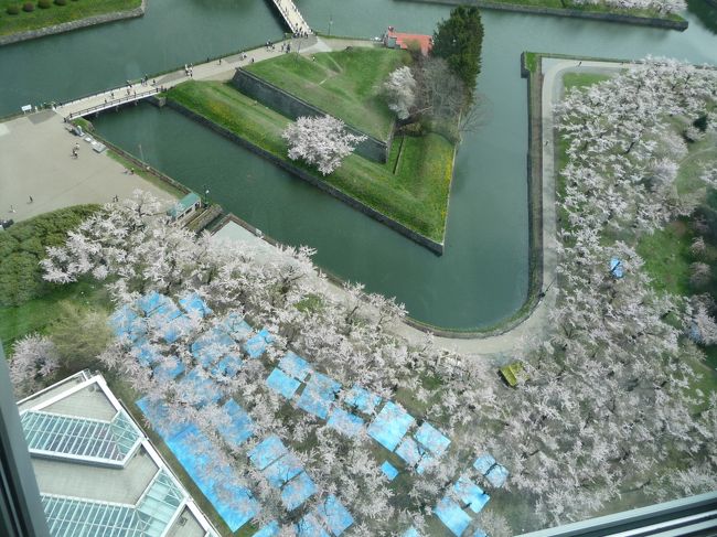 下ではお花見？