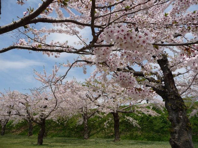 この日は晴れて暖かかったし桜も満開で<br />気持ちよかったです。<br />幼稚園児もたくさん来てました。