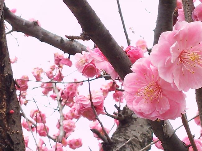 興福寺から東大寺に向かいます。<br /><br />氷室寺の「しだれ桜」は<br />もう少しかなー。<br />しだれてないのは咲いてた♪<br /><br />