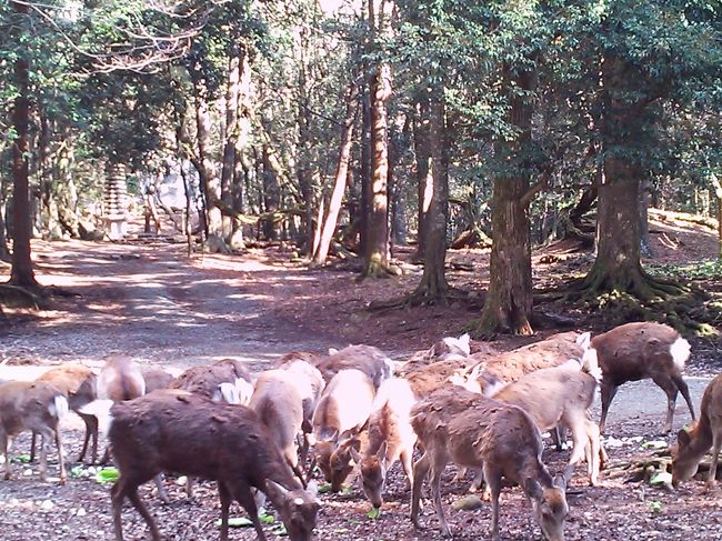 春日大社に向かう途中、<br />スゴイ勢いで鹿集団が走って行った先、<br />鹿さんたちのお食事タイム♪<br /><br />せんべいで摂りすぎの炭水化物を<br />キャベツのビタミンで中和。<br /><br />鹿さんてば、お尻の白い毛が<br />フワフワと逆立ってる〜。<br /><br />皆さんも美味しいものを食べる時<br />気をつけましょう。