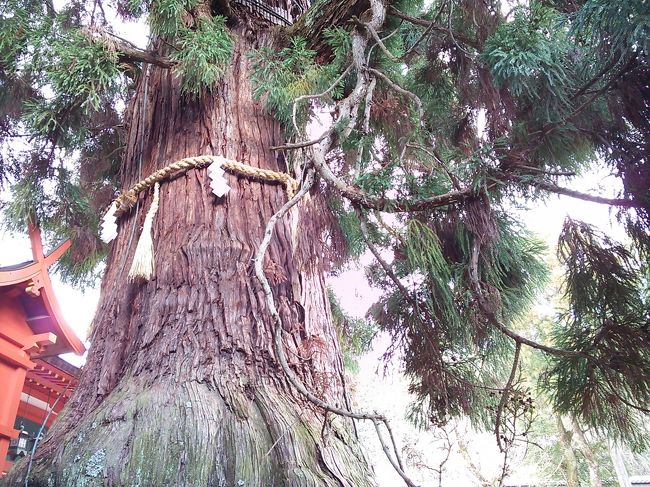春日大社到着。<br /><br />春日大社本殿に500円を払って入ると、<br />どっしりとした大杉がある。<br />樹齢は800年以上。幹回りは推定８ｍ。<br />でかー。