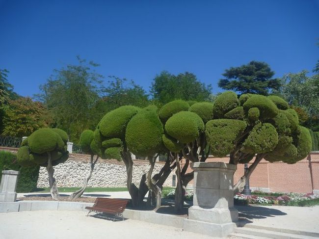 散歩。この整った木！かわいすぎる！